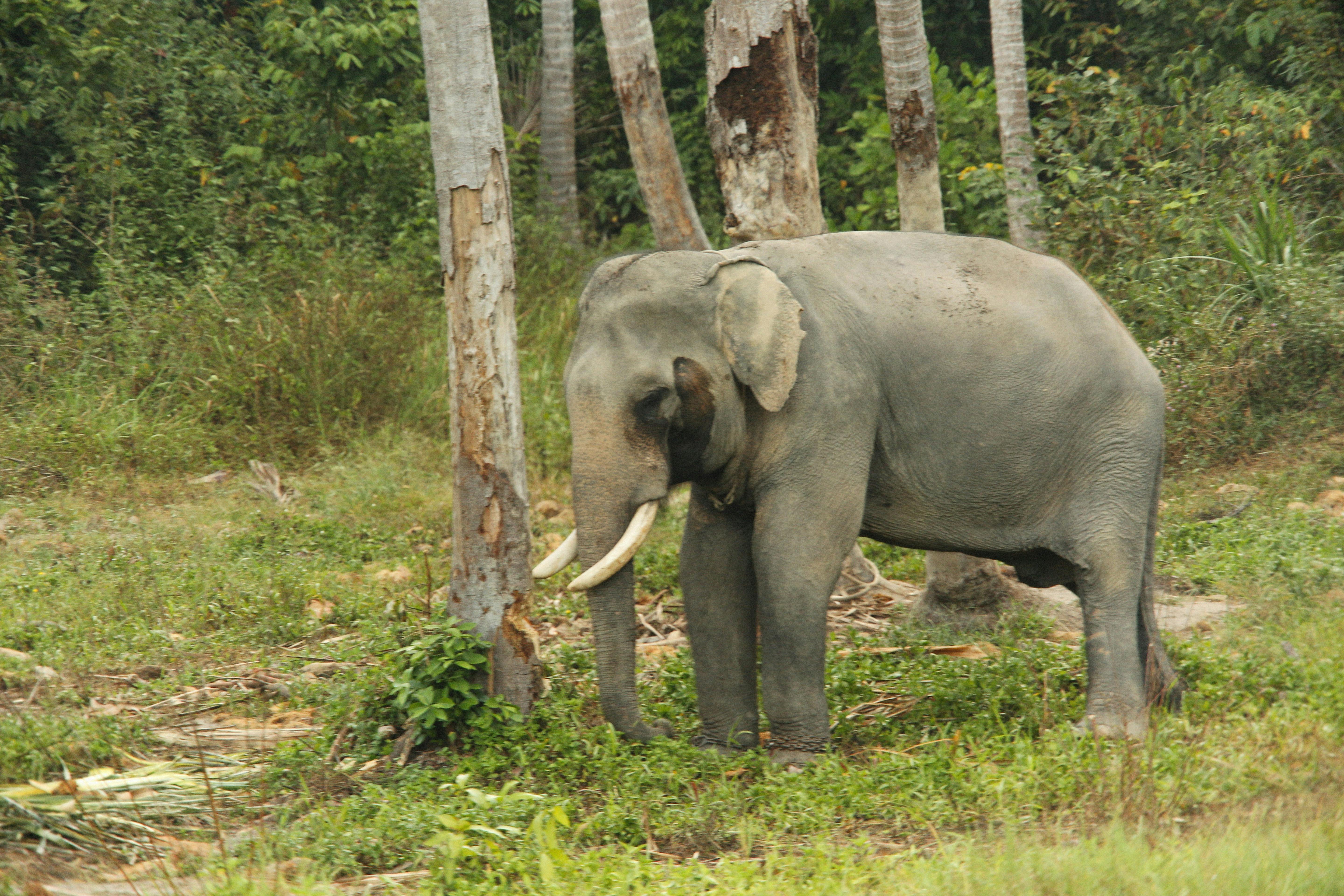 Gajah Sumatera di habitat alaminya di kawasan hutan.