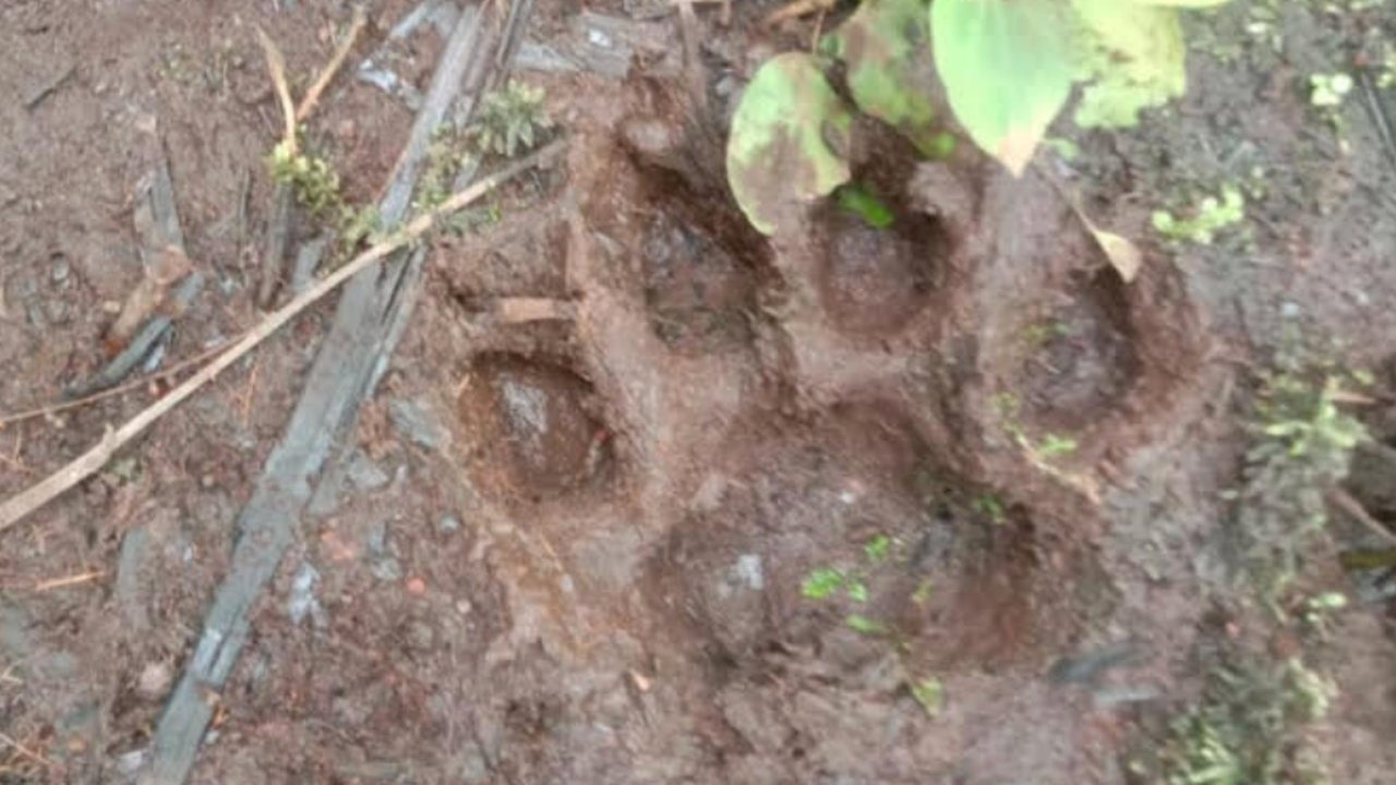 Jejak kaki satwa liar di tanah hutan sebagai penanda aktivitas satwa.