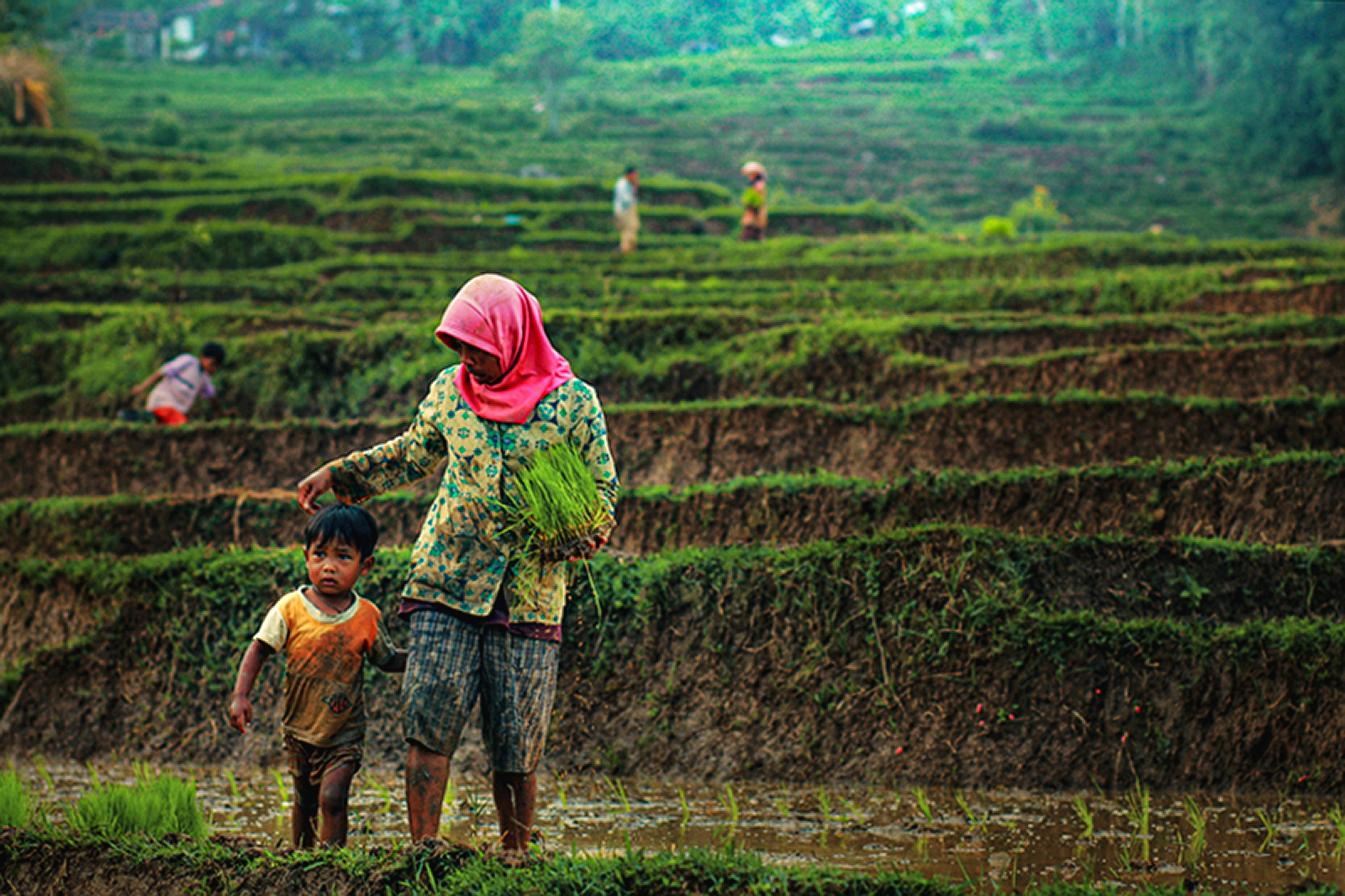 Warga berjalan di area persawahan sebagai gambaran kehidupan masyarakat sekitar Leuser.
